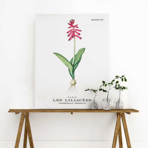 Floral Digital Print: Vintage Botanical Wall Art Illustration by Redoute