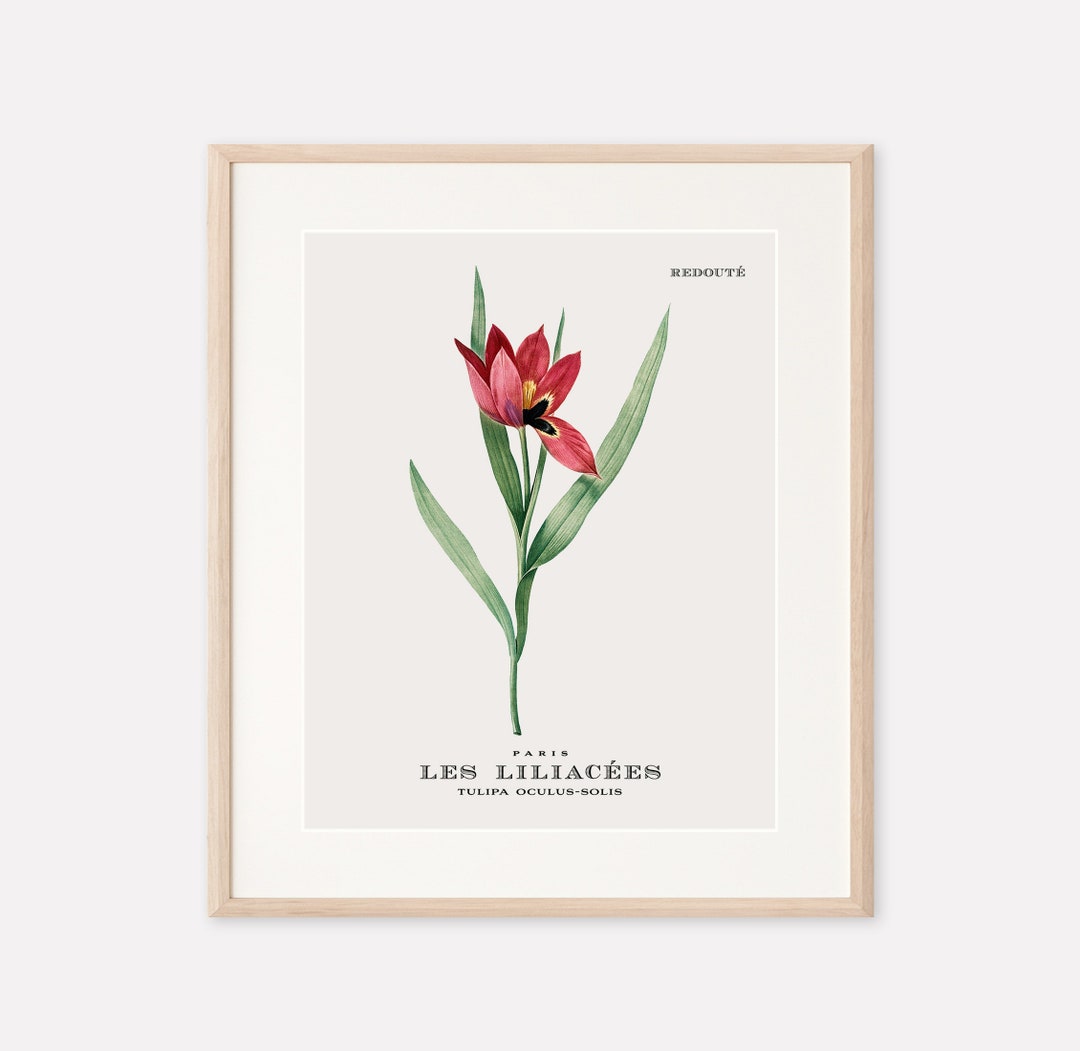 Tulip Flower Printable Art Print: Vintage Botanical Digital Download ...