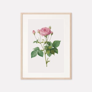 Vintage Botanical Flower Print, Rose Print, Antique Botanical Print, Vintage Flower Print, Pink Floral Poster, Digital Printable Wall Art