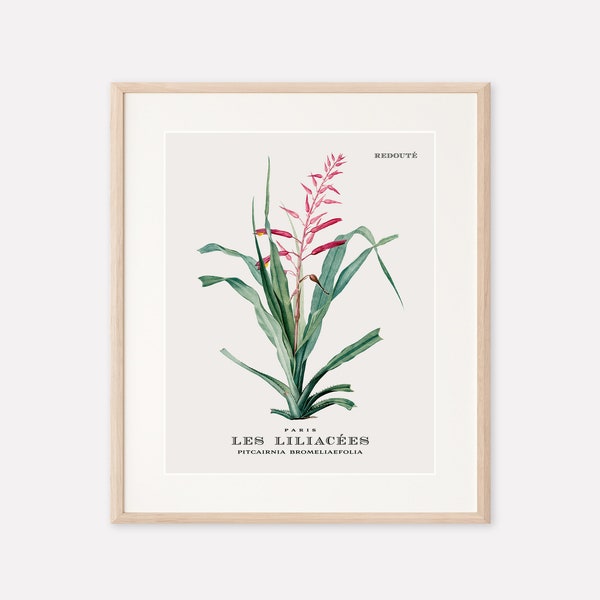 Floral Printable Wall Art: Vintage Botanical Digital Print (8"x10")