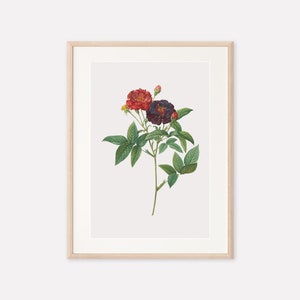 Vintage Botanical Flower Print, Rose Print, Antique Botanical Print, Vintage Flower Print, Rose Poster, Digital Printable Wall Art