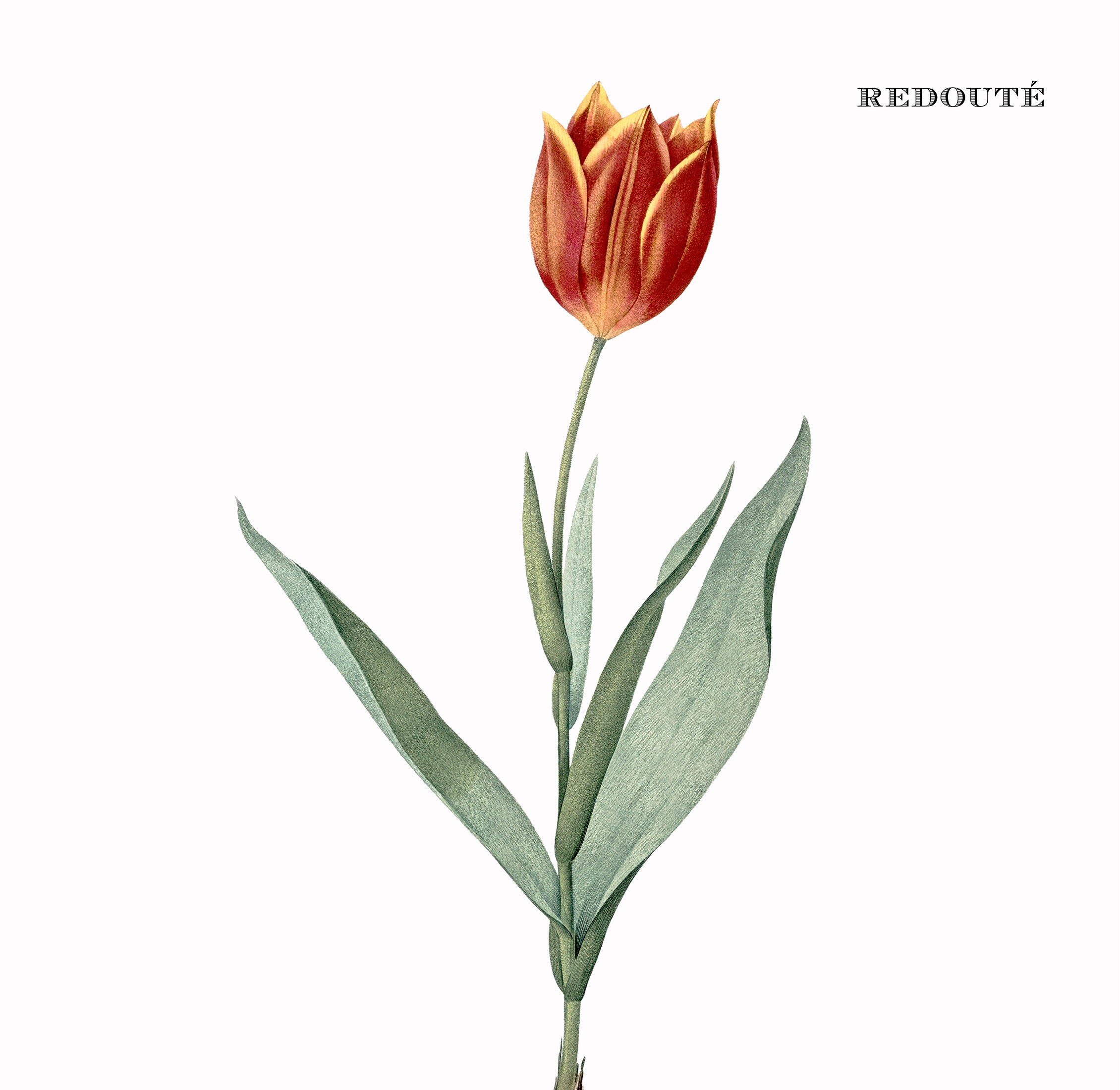 Vintage Tulip Art Print, Printable Flower Art, Floral Digital Poster ...