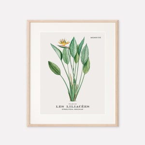 Bird of Paradise Vintage Floral Wall Art Print: Printable Botanical Artwork by Redoute (8&quot;x10&quot;)