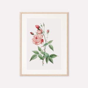 Rose Vintage Art Print, Antique Botanical Print, Vintage Flower Print, Rose Poster, Digital Printable Wall Art, Vintage Illustration