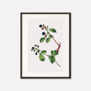 Blackberry Art Print, Vintage Botanical Print, Printable Wall Art, Redoute Poster, Plant Illustration, Fruit Digital Print, Printable Art