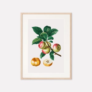 Apple Print, Vintage Botanical Print, Fruit Printable Wall Art, Redoute Poster, Plant Illustration, Vintage Digital Print, Printable Art