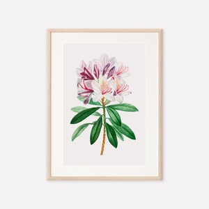Botanical Art Printable, Rhododendron Vintage Print by Redouté, Home Decor Wall Art