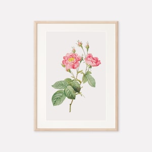 Vintage Botanical Flower Print, Rose Print, Antique Botanical Print, Vintage Flower Print, Pink Rose Poster, Digital Printable Wall Art