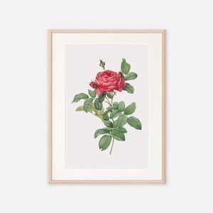 Antique Botanical Art Print, Vintage Floral Print, Red Rose Printable, Digital Printable Wall Art, Vintage Illustration