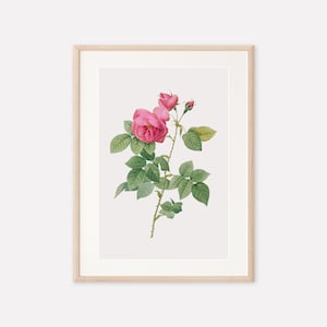 Vintage Botanical Flower Print, Rose Print, Antique Botanical Print, Vintage Flower Print, Pink Floral Poster, Digital Printable Wall Art