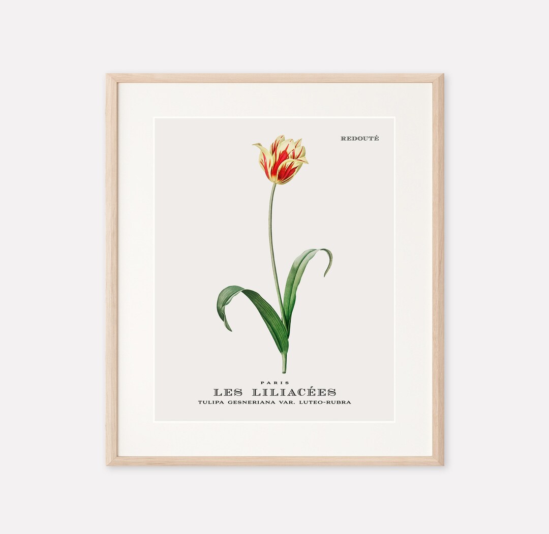 Tulip Flower Vintage Botanical Wall Art Print: Printable Floral Digital ...
