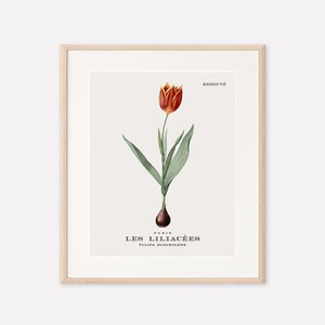 Printable Floral Wall Art Print: Vintage Red Tulip Botanical Flower Print (11&quot;x14&quot;)