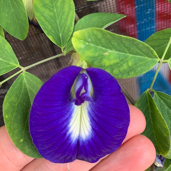 Butterfly Pea Flower Plant Etsy