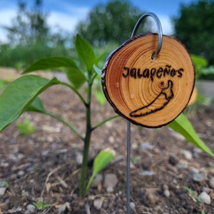 May include: A wooden plant marker with the text "Jalapeños" and a drawing of a jalapeño pepper. The marker is attached to a metal stake and is stuck in the ground next to a green pepper plant.
