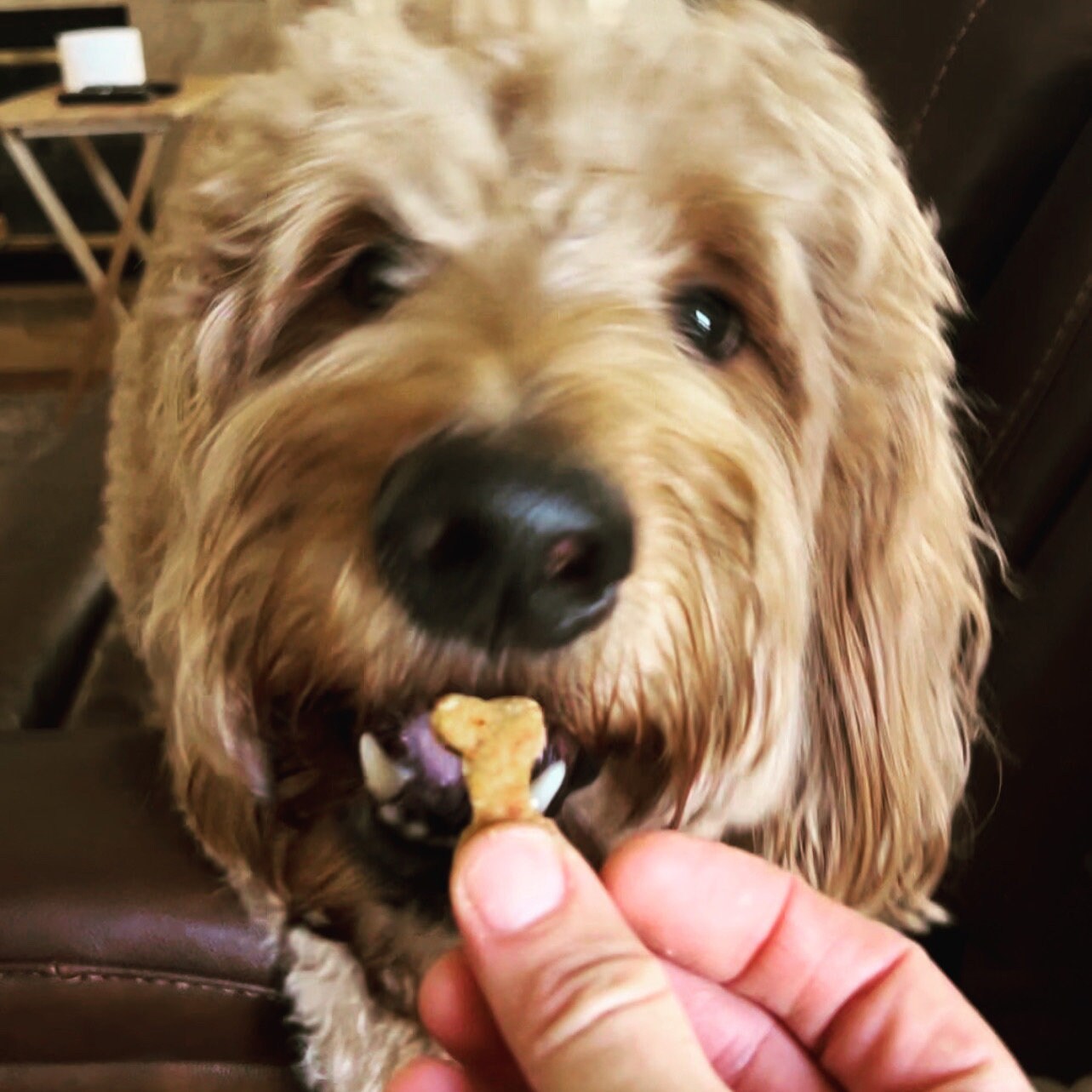 Home Kitchen, Hand Crafted Dog Treats. - Etsy