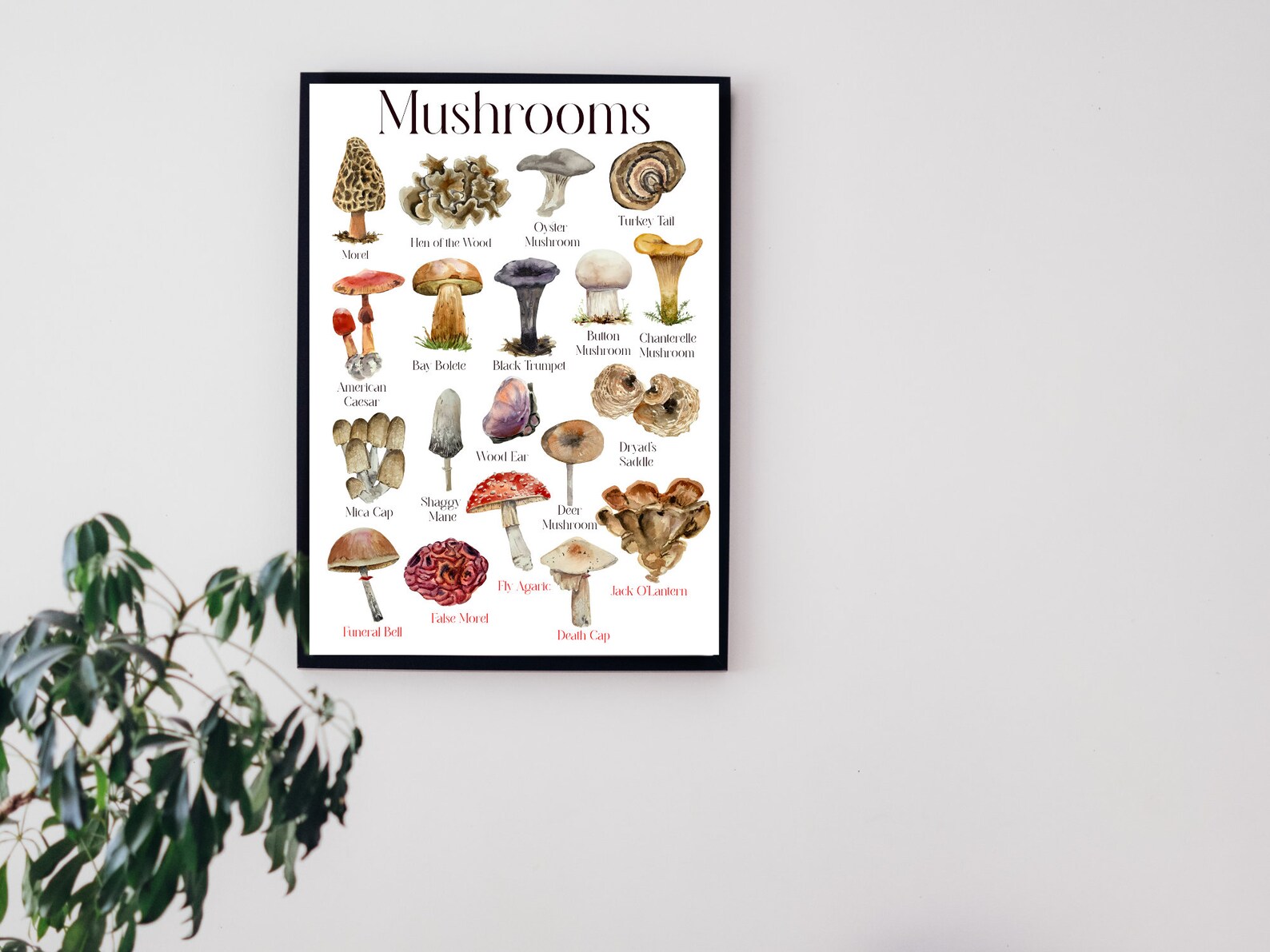 Mushroom Flashcards With Bonus Poster - Etsy