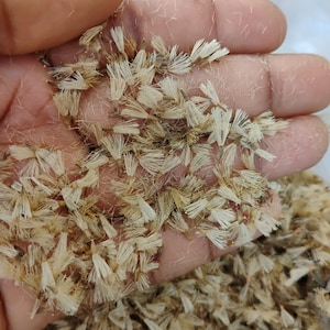 May include: A close-up of a hand holding a pile of small, light brown seeds with feathery white plumes.