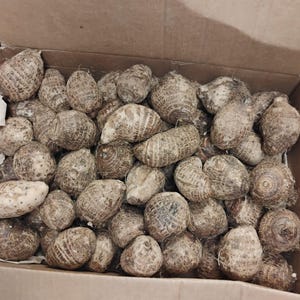 Taro Root/ Small Taro Root  10lbs