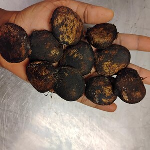 May include: A hand holding several dark brown, oval-shaped truffles. The truffles have a rough, textured surface with patches of lighter brown and tan. The background is a metallic surface.