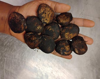 Ugu seeds(pre order) | fluted pumpkin seeds| okarongbong seeds