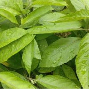 Bitter Leaf Fresh Vegetable  (2lb)