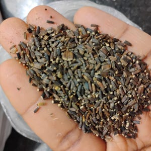 May include: A handful of dark brown seeds with a mix of tan and blue-green hues. The seeds are small and oblong, filling the palm of a hand. The image is a close-up, showing the texture and details of the seeds.