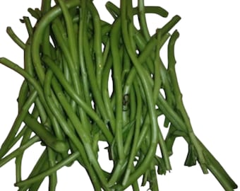Waterleaf Stem | Cutting | Efo Gbure | Mgbolodi | Ebe Dondon | Water Leaf | Stem Cuttings for Planting | 25 count