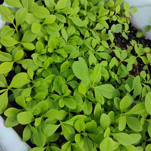 Waterleaf seeds, Talinum Fruticosum, Talinum-triangulare/500 seeds