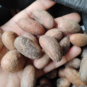 Bitter Kola | Garcinia Kola  | 250g Pack