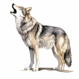 12 grijze wolf clipart, wolf illustraties, afdrukbare aquarel clipart, 12 hoge kwaliteit JPG's, digitale download, papier ambachtelijke, ongewenste tijdschriften