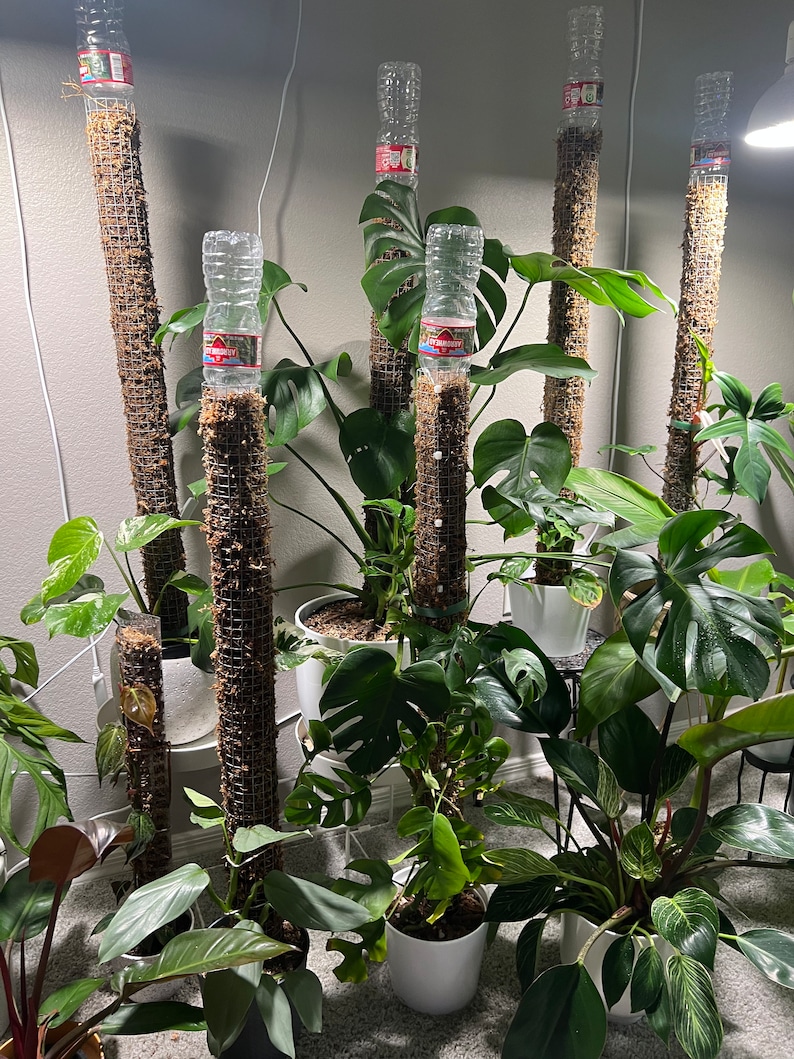 Moss Poles for Climbing Plants / Sphagnum Moss Plant Support / Stake