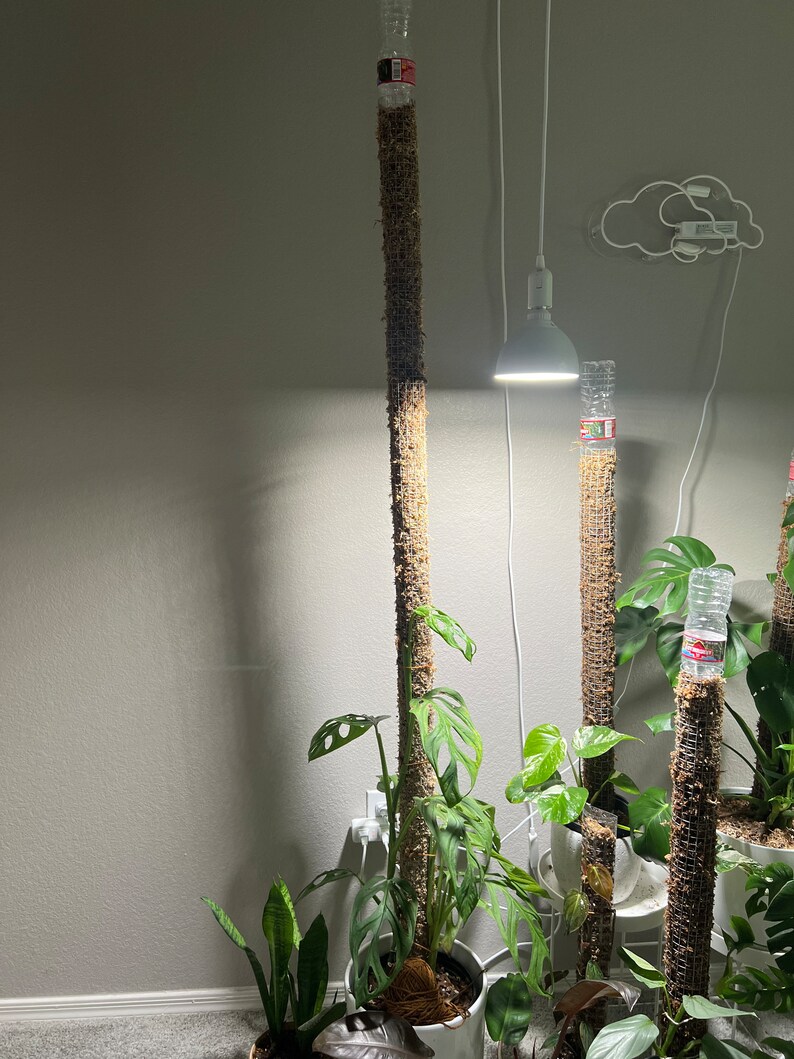 Moss Poles for Climbing Plants / Sphagnum Moss Plant Support / Stake