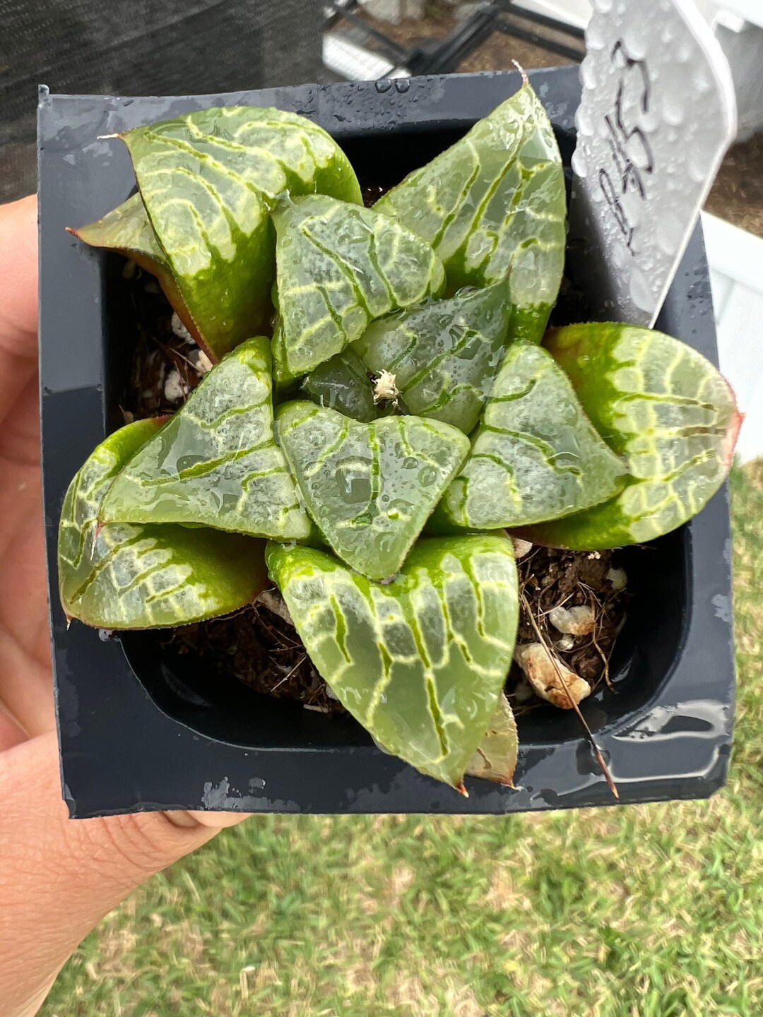 Rare Plant artboard Haworthia Etsy