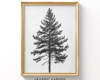 Pine Tree Drawing, Vintage Sketch Printable, Black & White Illustration Wall Art, Rustic Cabin Decor, Botanical Print, Evergreen Download