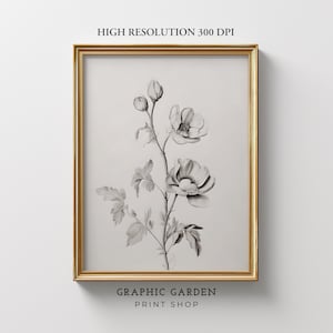 Blumen botanische Zeichnung Vintage Skizze druckbare antike Mohnblume Wand Kunst Pflanze Liebhaber Druck Muted Quadrat Poster ästhetisches Bild herunterladen