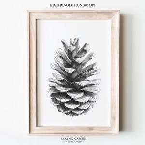 Kiefernzapfen Zeichnung, Vintage Skizze zum Ausdrucken, Schwarz & Weiß Illustration Wandkunst, Rustikale Hütte Dekor, Wald Botanische Druck Poster Download