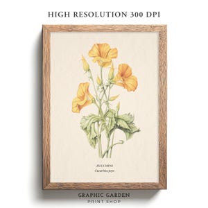 Zucchini Blüte botanische Druck, wissenschaftliche Academia Wand Kunst, essbare Pflanze quadratisch bedruckbar, Land Bauernhaus Küche Dekor Blume Poster