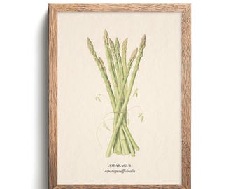 May include: A vintage botanical illustration of a bunch of asparagus, tied together with twine. The illustration is in shades of green and brown on a cream background. The text "ASPARAGUS Asparagus officinalis" is printed below the image.