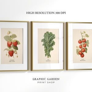 Può includere: Tre stampe botaniche incorniciate con cornici dorate. Le stampe presentano illustrazioni di fragole, cavolo nero e pomodori. Il testo "HIGH RESOLUTION 300 DPI" e "GRAPHIC GARDEN PRINT SHOP" sono visibili.