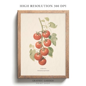 Strauchtomate botanischer Druck, wissenschaftliche Academia Wandkunst, essbare Pflanze quadratisch zum Ausdrucken, Landhaus Bauernhaus Küchendekoration, Gemüse Poster