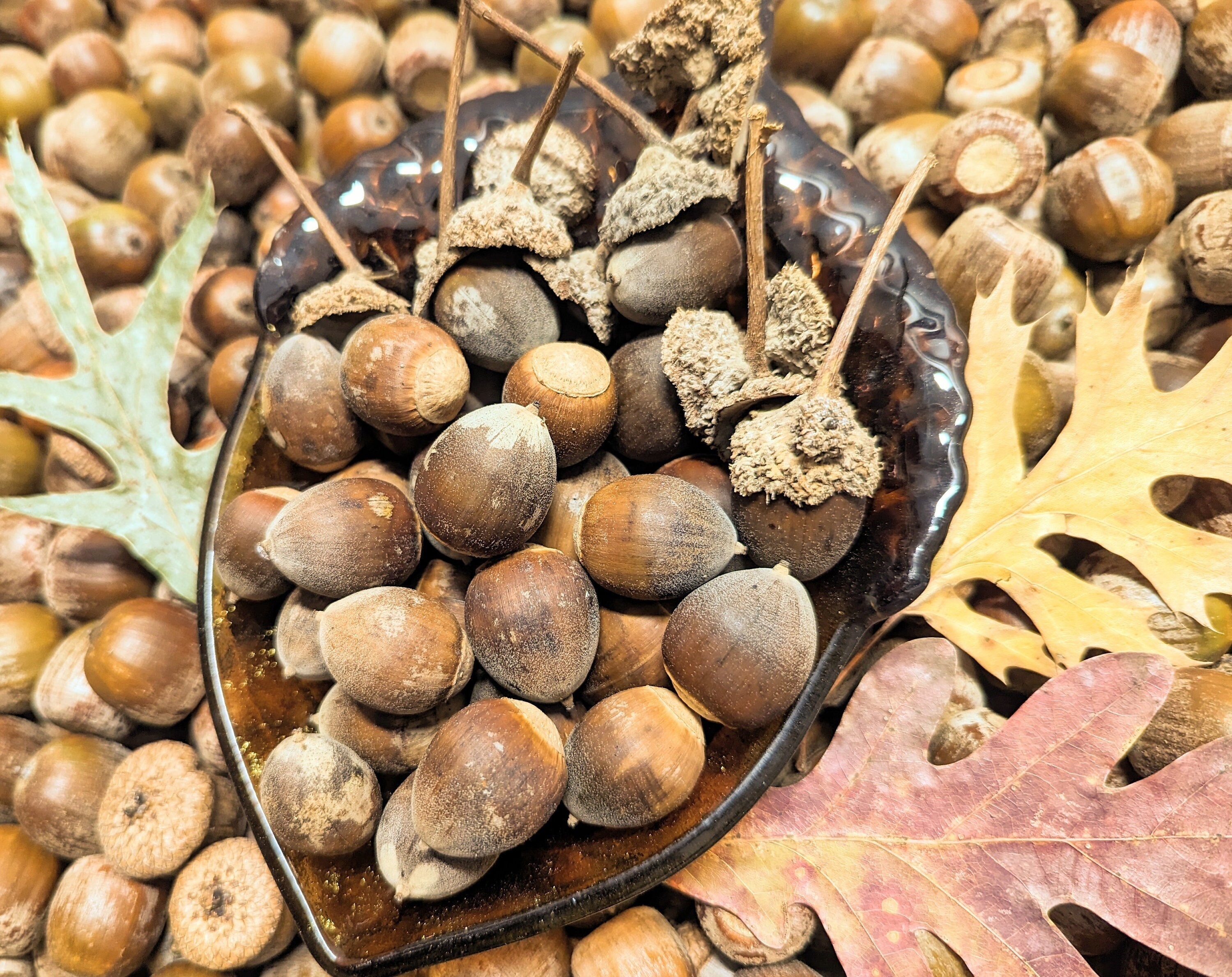 30 Swamp White Oak Acorn Nut Seed Crafts Decoration Natural Real Oak