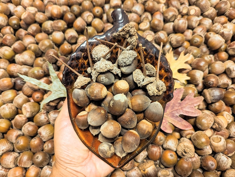 30 Swamp White Oak Acorn Nut Seed Crafts Decoration Natural Etsy