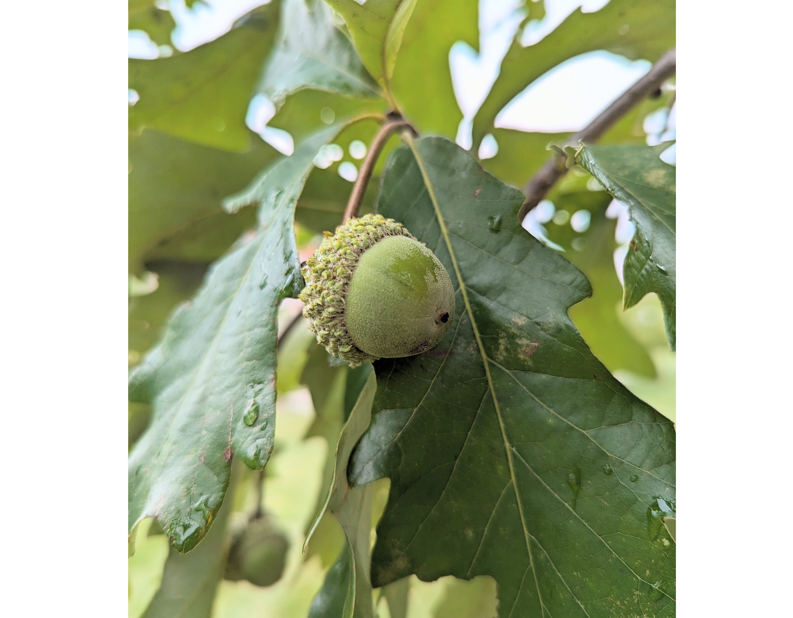 30 Swamp White Oak Acorn Nut Seed Crafts Decoration Natural Real Oak