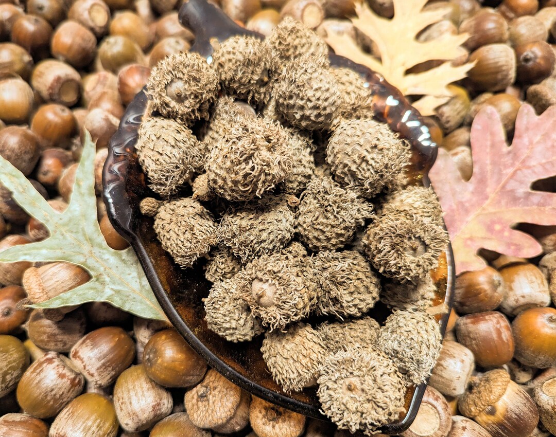 20 Bur Oak Acorn Nut Seed Crafts Decoration Natural Real Oak Etsy