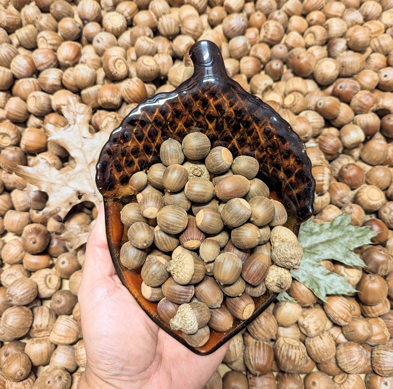 50 Nuttall Oak Acorns Crafts Decoration Natural Real Oak Etsy