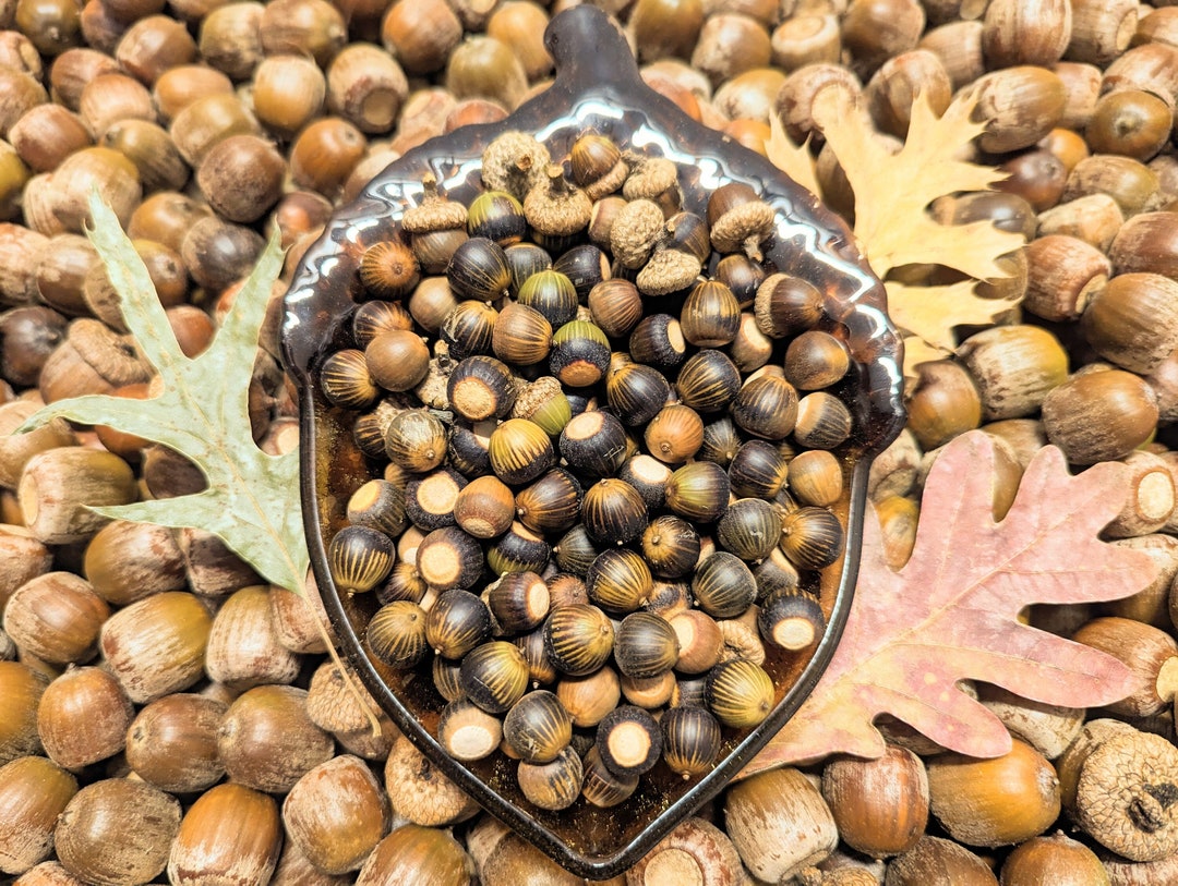 30 Shingle Oak Acorn Nut Seed Crafts Decoration Natural Real Etsy
