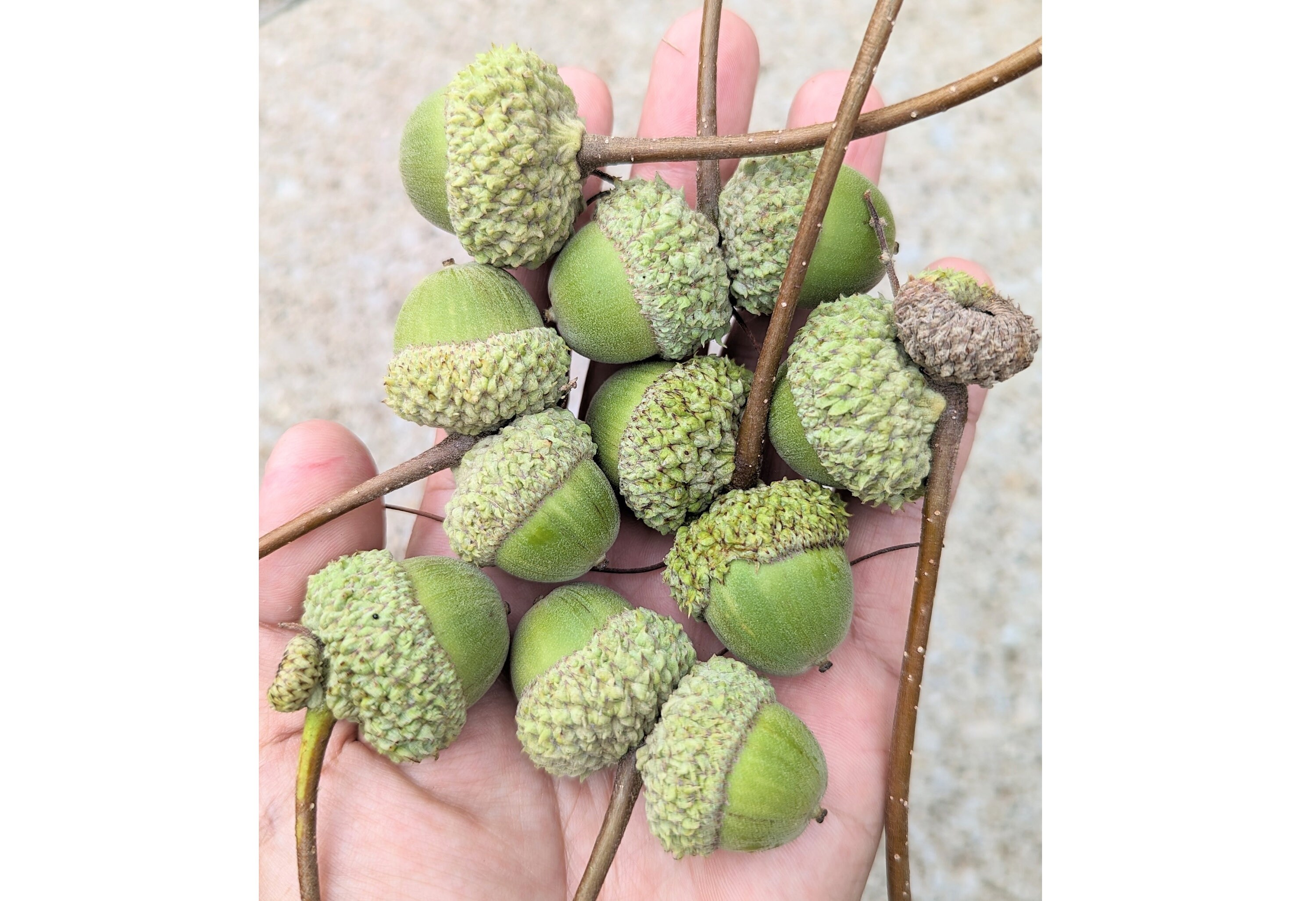 30 Swamp White Oak Acorn Nut Seed Crafts Decoration Natural Real Oak