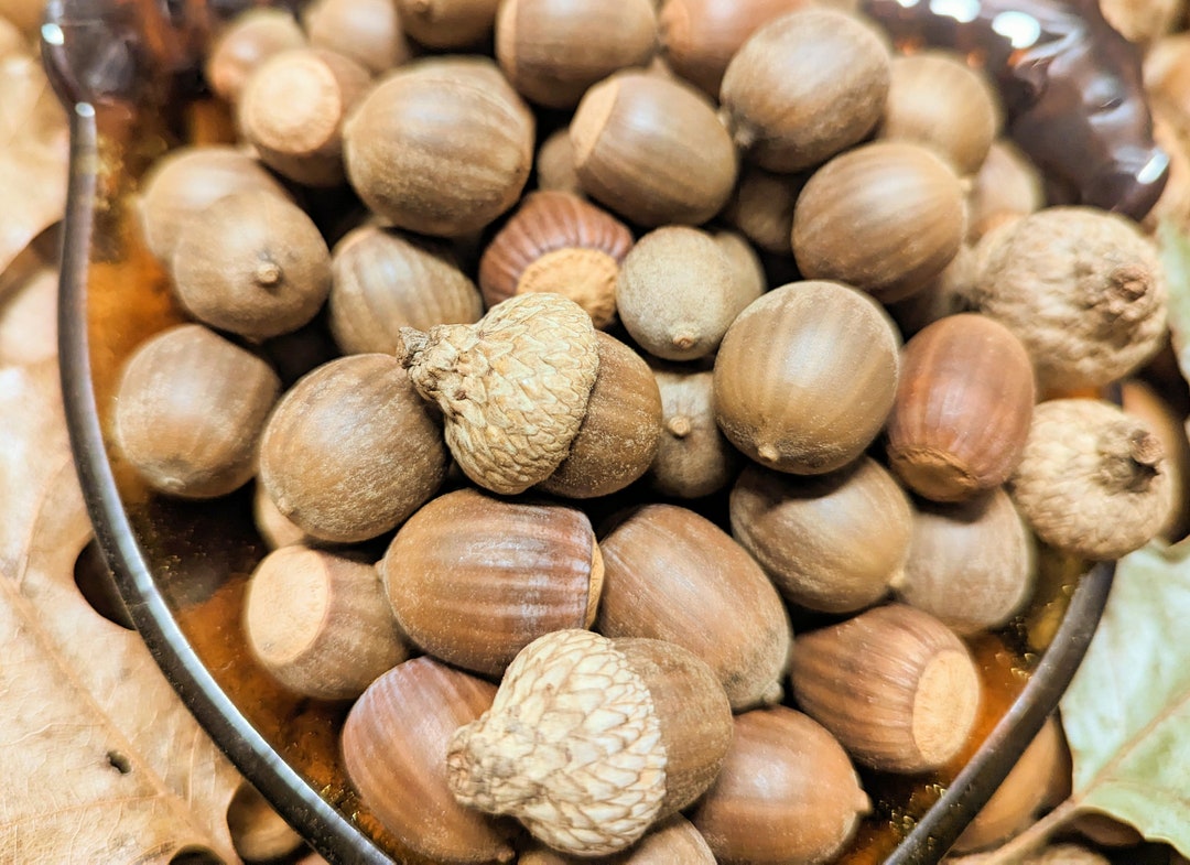 50 Nuttall Oak Acorns Crafts Decoration Natural Real Oak Etsy