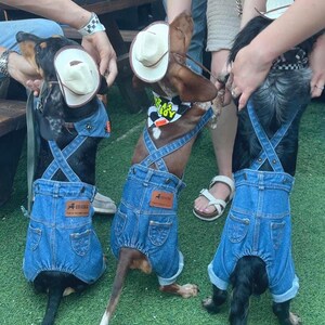 Funny and adorable dog outfit with denim overalls, cowboy hat, and glasses — perfect for Halloween, pet photos, or unique gift for dog moms.