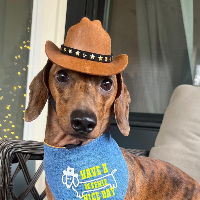 Dog Costumes Cowboy Hat Etsy